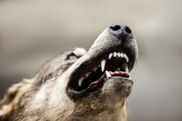 cane maschio aggressivo altri maschi