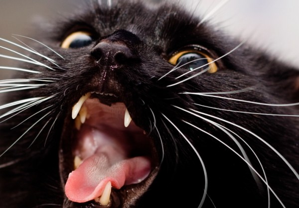 gattino nero miagola