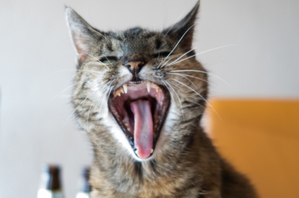 5 cose interessanti gusto gatto