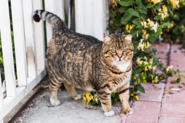 preparare gatto trasloco no stress