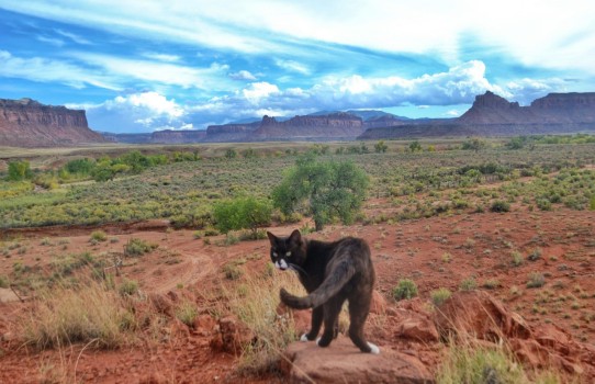 gatto giramondo