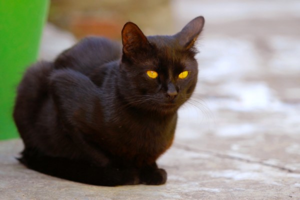 gatto nero accovacciato