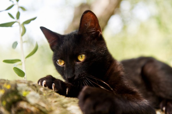gatto nero con artigli puntati