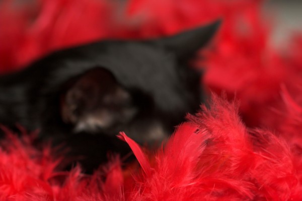 gatto nero nascosto