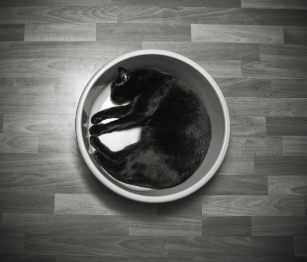 gatto nero nella bacinella