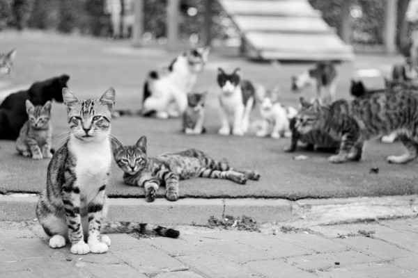 Cat Street View