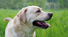 cane perde pelo