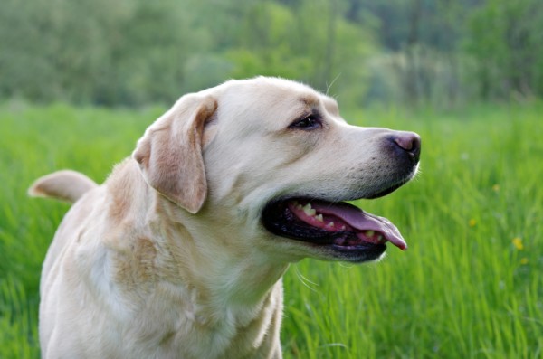 cane perde pelo