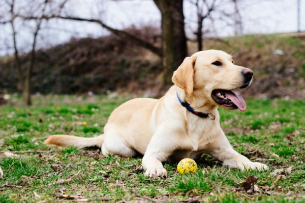 cane distrugge coperte maglioni