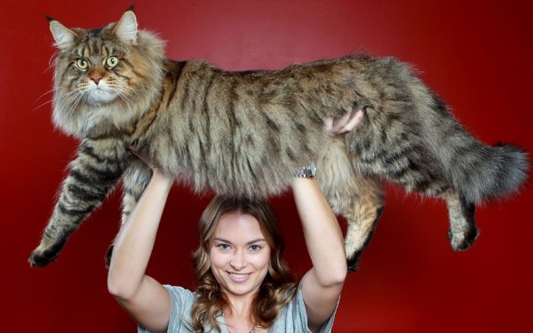 maine-coon-cat