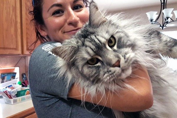 maine-coon-cat grigio