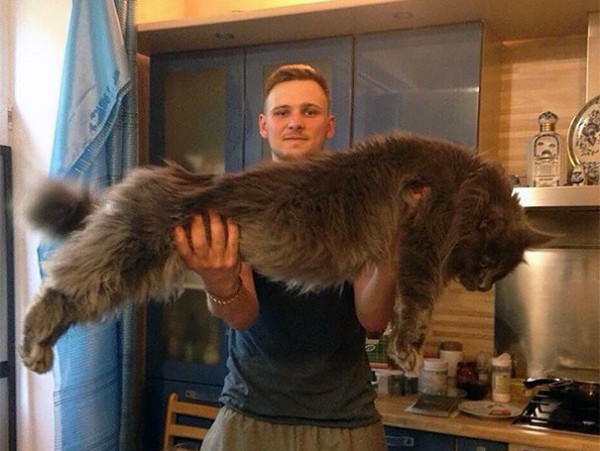 maine-coon-cat in braccio al proprietario