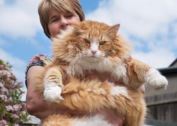 maine-coon-cat in braccio alla proprietaria in giardino