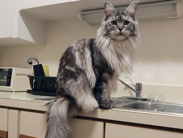 maine-coon-cat in cucina