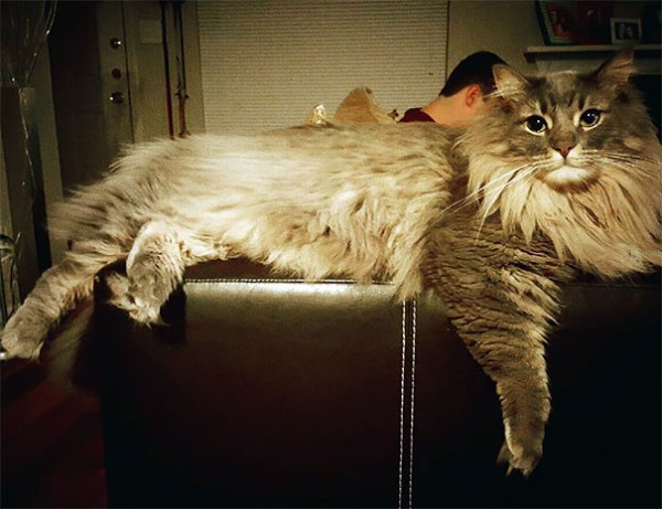 maine-coon-cat sul divano