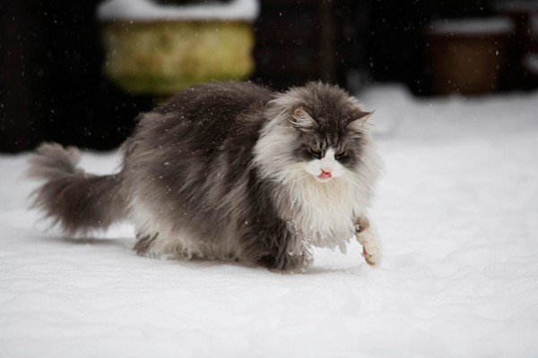 maine-coon-cats nella neve