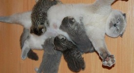 10 orgogliose mamme gatte con piccoli