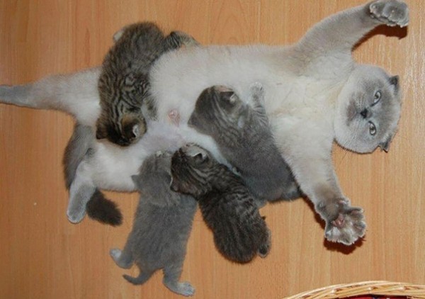 10 orgogliose mamme gatte con piccoli