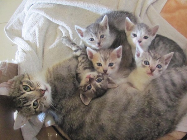 10 mamme gatte orgogliose con cuccioli