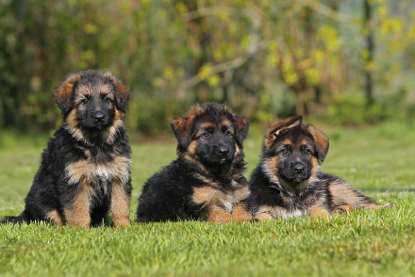 10 cuccioli pastore tedesco strappabaci