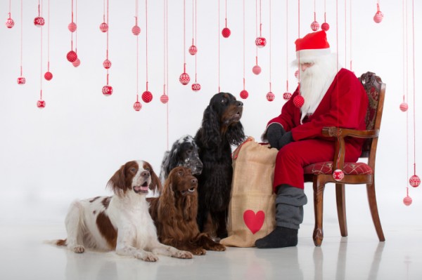 4 cani seduti intorno a Babbo Natale