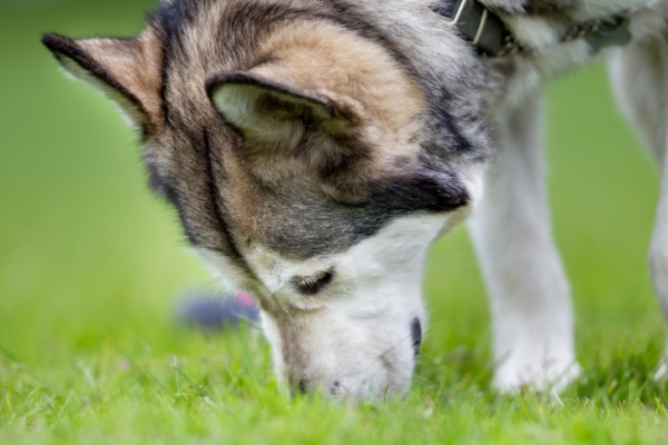 5 modi rinnovare passeggiata con il cane