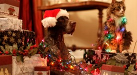 cani e gatti, 5 modi ridurre stress natalizio