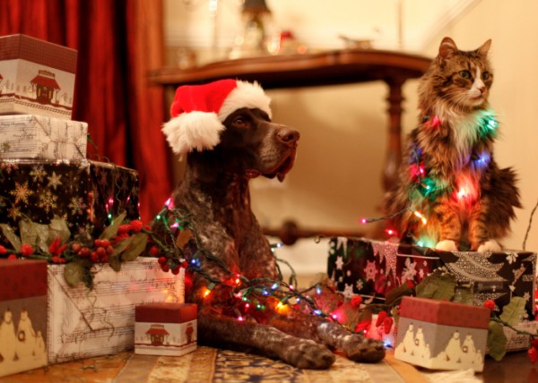 cani e gatti, 5 modi ridurre stress natalizio