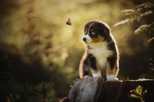 Australian Shepherd e farfalla