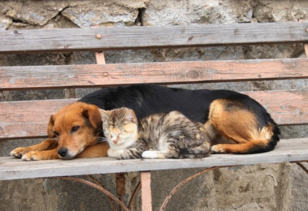 Chi ha i sensi più sviluppati tra cane e gatto?