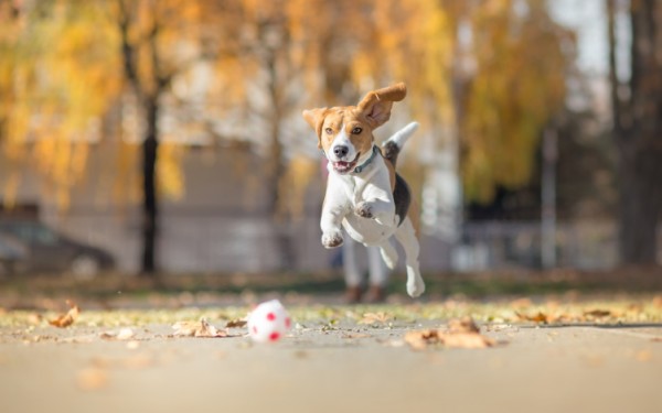 Beagle corre in un parco