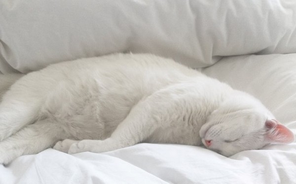 Bianco dormire