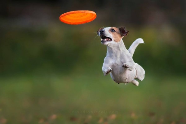 Big jump of a big dog