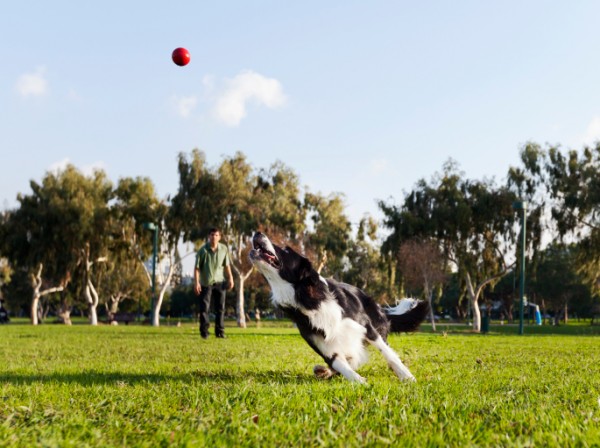 Border Collie corre per afferrare palla al parco