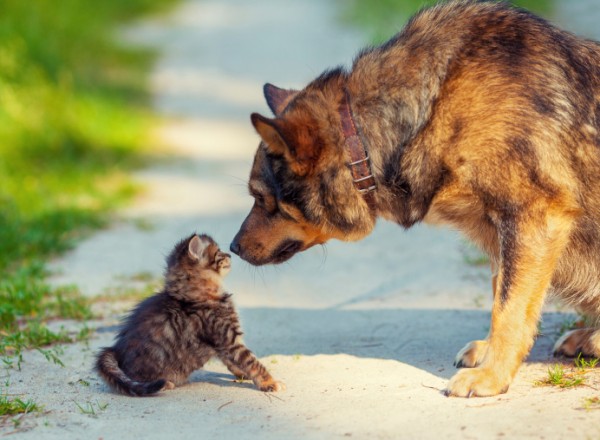 Cane e gattino si annusano