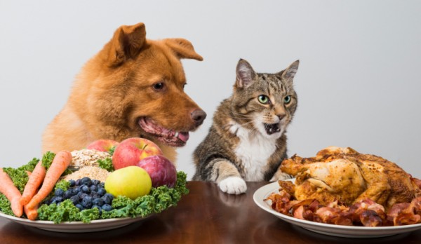 Cane e gatto con tavola imbandita