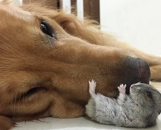 Cane e topolino