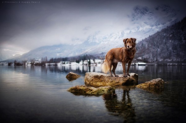 Cane in lago d'inverno