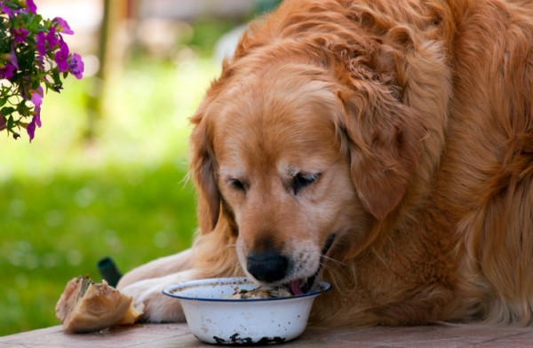 Cane mangia troppo