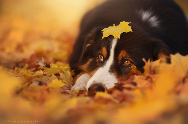 Cane nel bosco