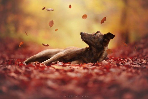Cane su tappeto di foglie