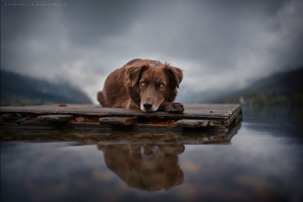 Cane sul lago in inverno