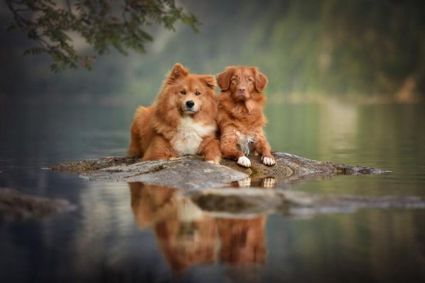 Cani a guardia della natura