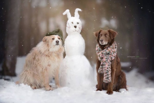 Cani con pupazzo di neve