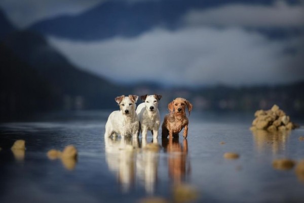 Cani nel lago di montagna