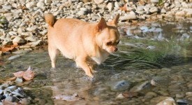 4 cose che riducono il tempo di vita del vostro cane