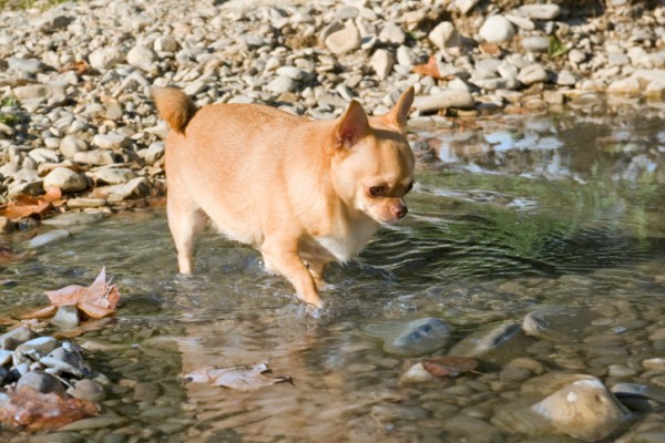 Chihuahua grasso a riva