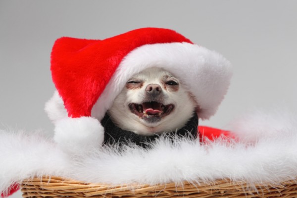 Christmas dog smiling