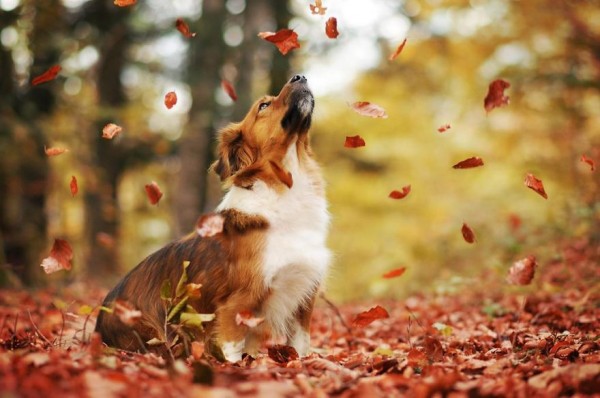 Collie in bosco d autunno