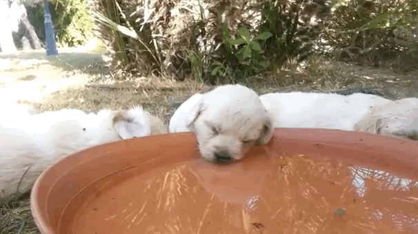 Cucciolo addormentato